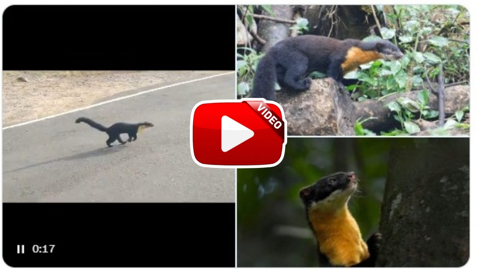Rare Animal Video | This animal named Nilgiri Marten is quite rare, IAS shared the video