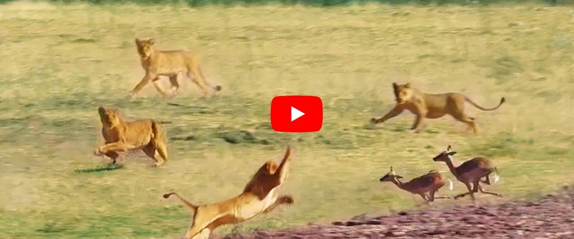 Sher Aur Hiran Ka Video - खूंखार शेरों के झुंड ने हिरण को बनाया अपना शिकार 
