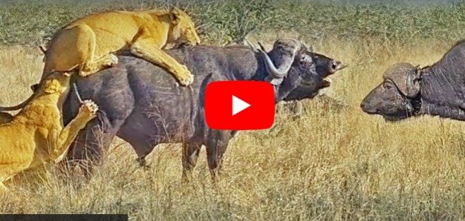 Video of lioness and buffalo. The lioness group decided to hunt the buffaloes but the tables were turned.