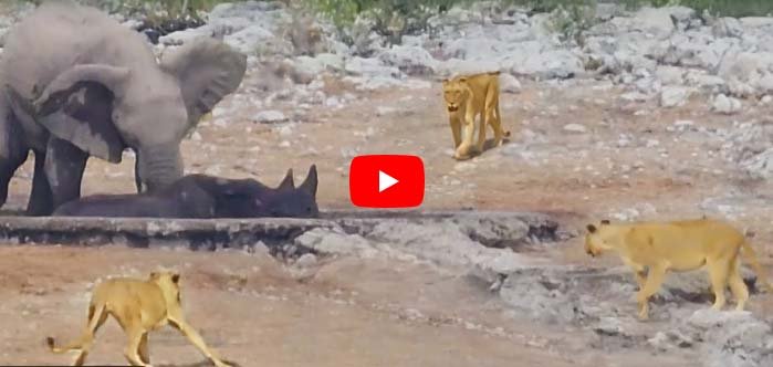 Elephant and Lion Video | The ferocious lions were hunting the rhinoceros when a herd of elephants arrived.