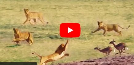 Sher Aur Deer Ka Video | A pack of ferocious lions made the deer their prey.