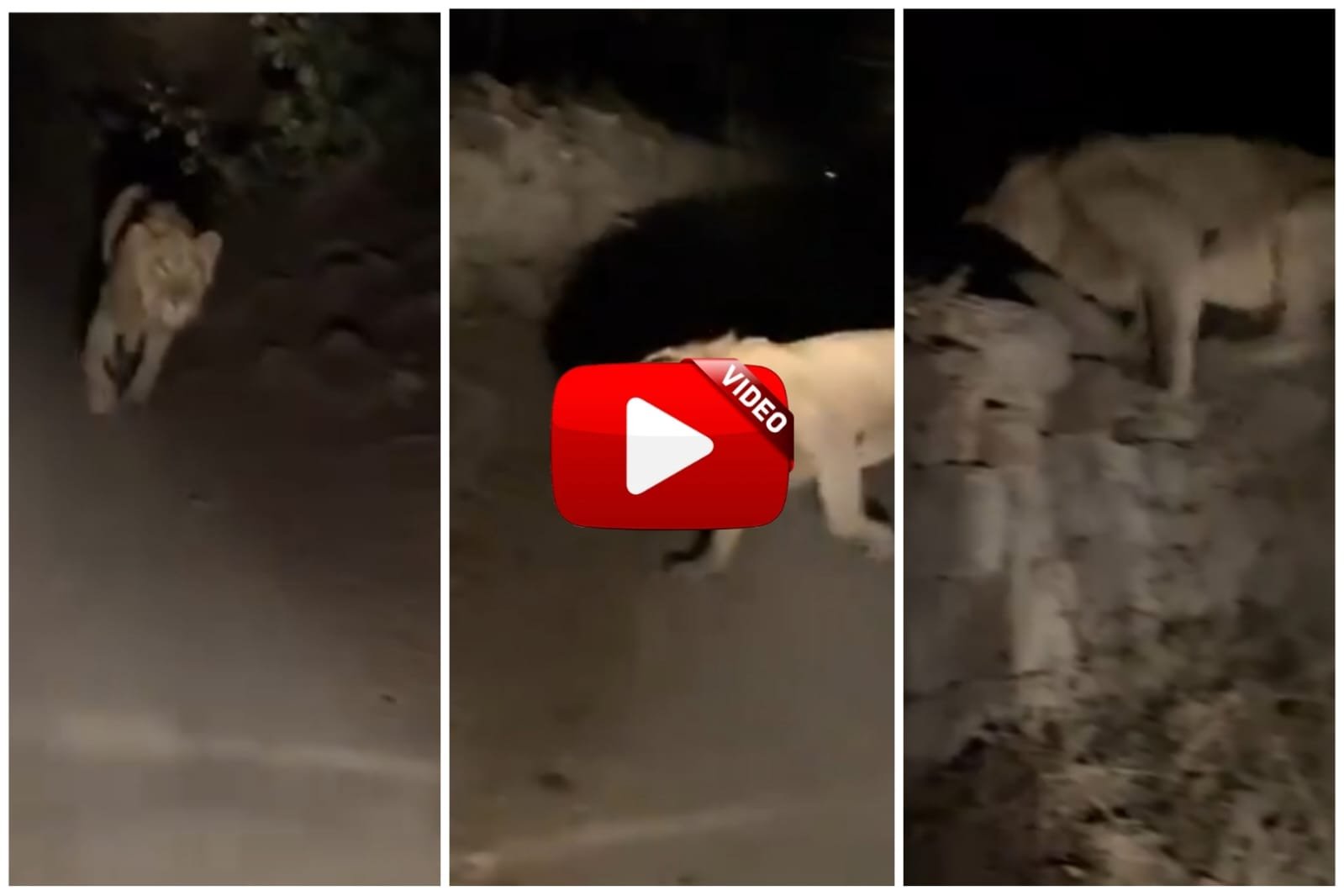 Sher Ka Video | Bike rider encounters a lion on the way to the forest