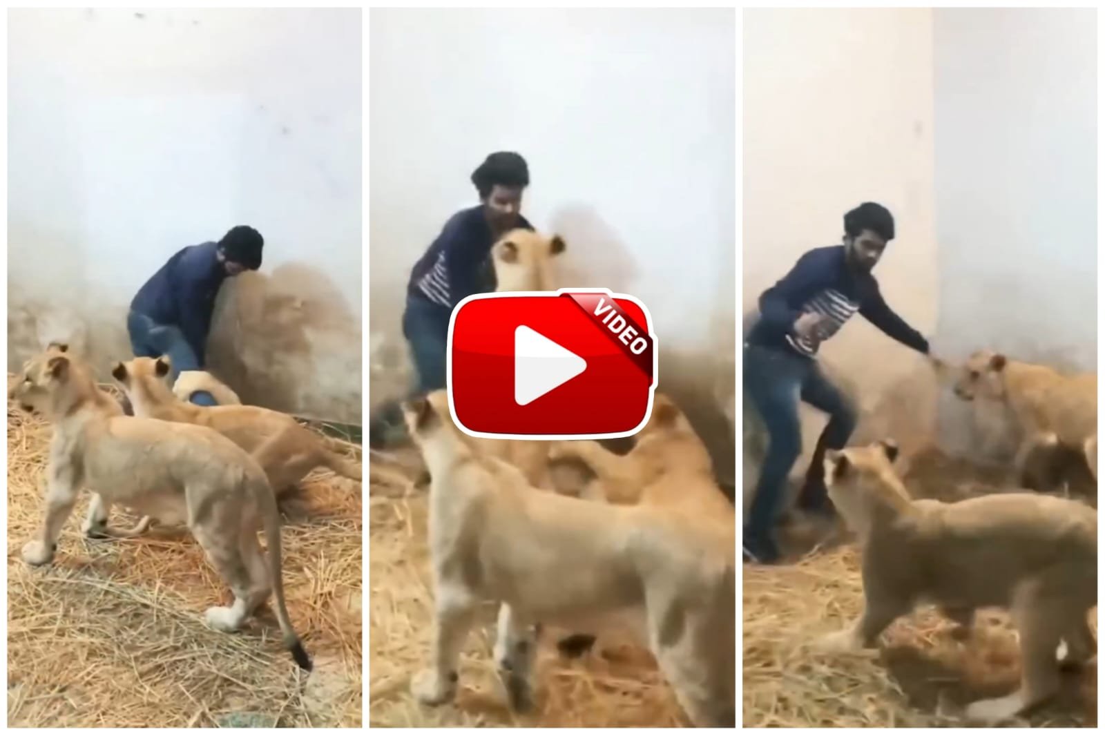 Sherni Ka Video | A man trapped alone among ferocious lionesses, video will blow your mind