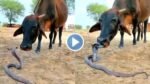 Snake & Cow ka Video: ज़हरीले सांप और गौमाता में दिखा सालो पुराना याराना, देखे Video...