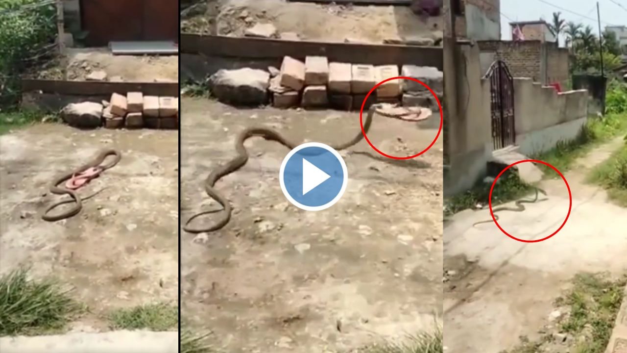 महिला की चप्पल चोरी करके सरपट भागा कोबरा सांप, यह नजारा देख सब लोग हैरान देखे Video...