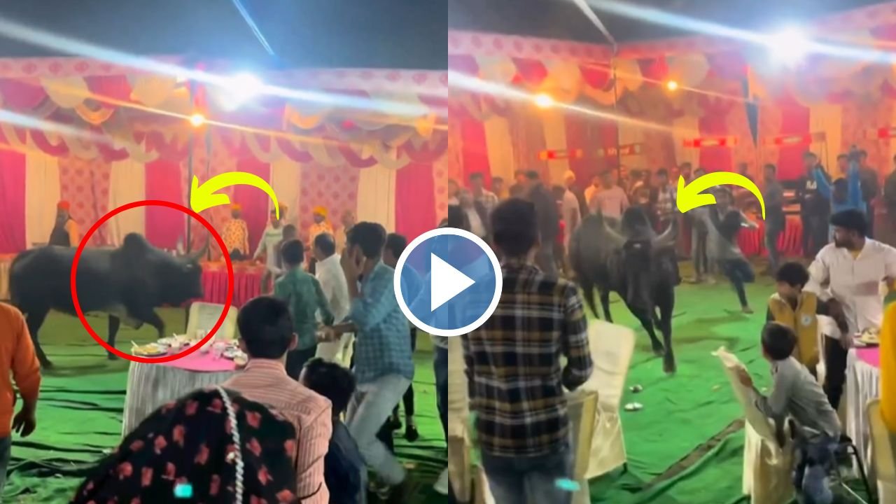 Viral Video: जब शादी के मंडप में घुस आया गुस्सैल सांड! फिर जो हुआ…देखे Video