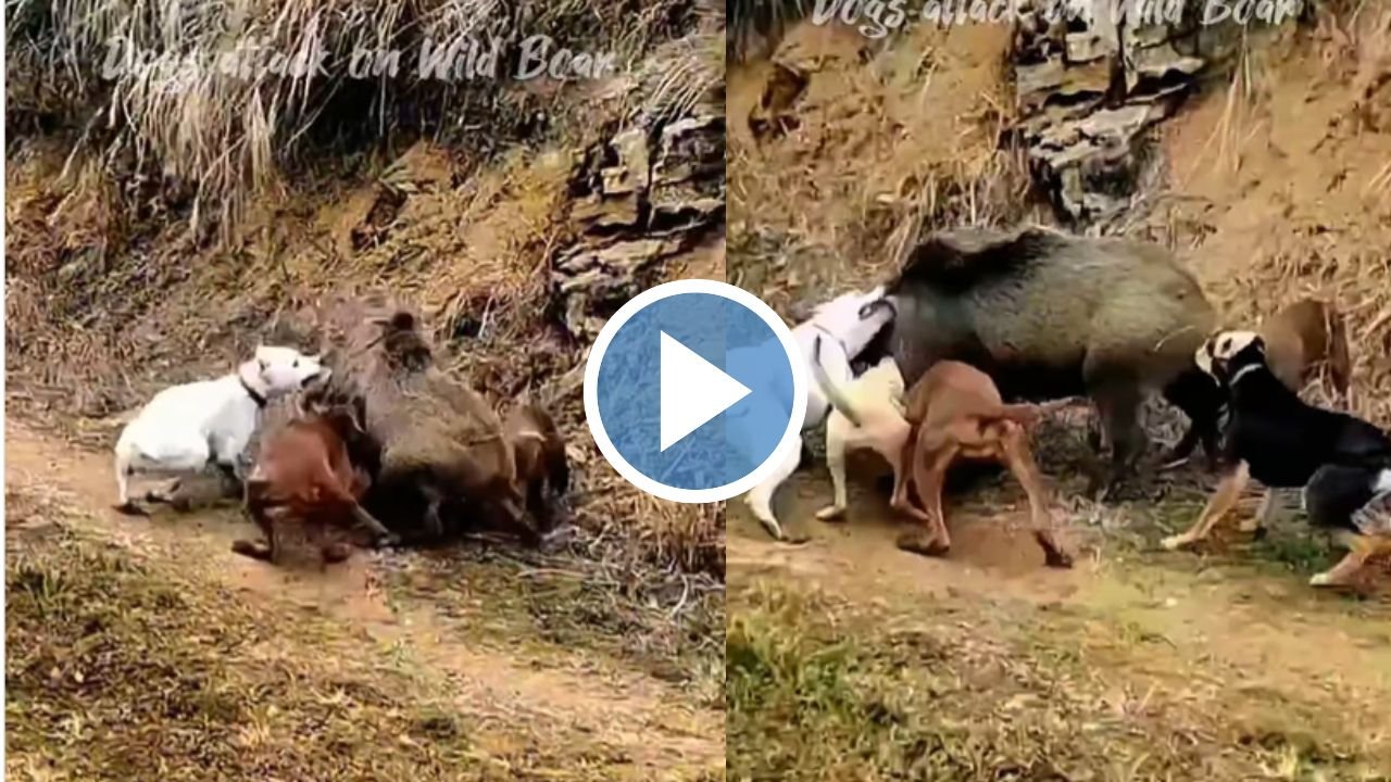 कुत्तो ने झुंड बनाकर जंगली सूअर पर किया हमला, सोशल मीडिया पर वायरल हुआ वीडियो