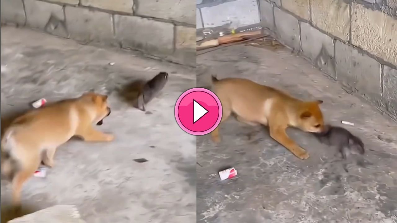छोटे से कुत्ते के पिल्ले ने चूहे को पटक-पटक कर धोया! चूहे की हालत गंभीर, देखे वीडियो