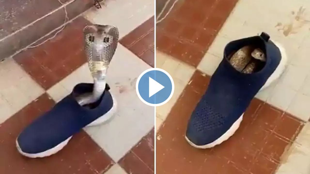 Viral Video: जूते में गुंडरी मारकर बैठा था कोबरा सांप, जिसे देख परिवार वालो के उड़ गए होश, देखे Video...