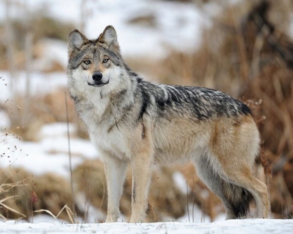 Wolf Pack | What is the reason for wolves to live in packs?