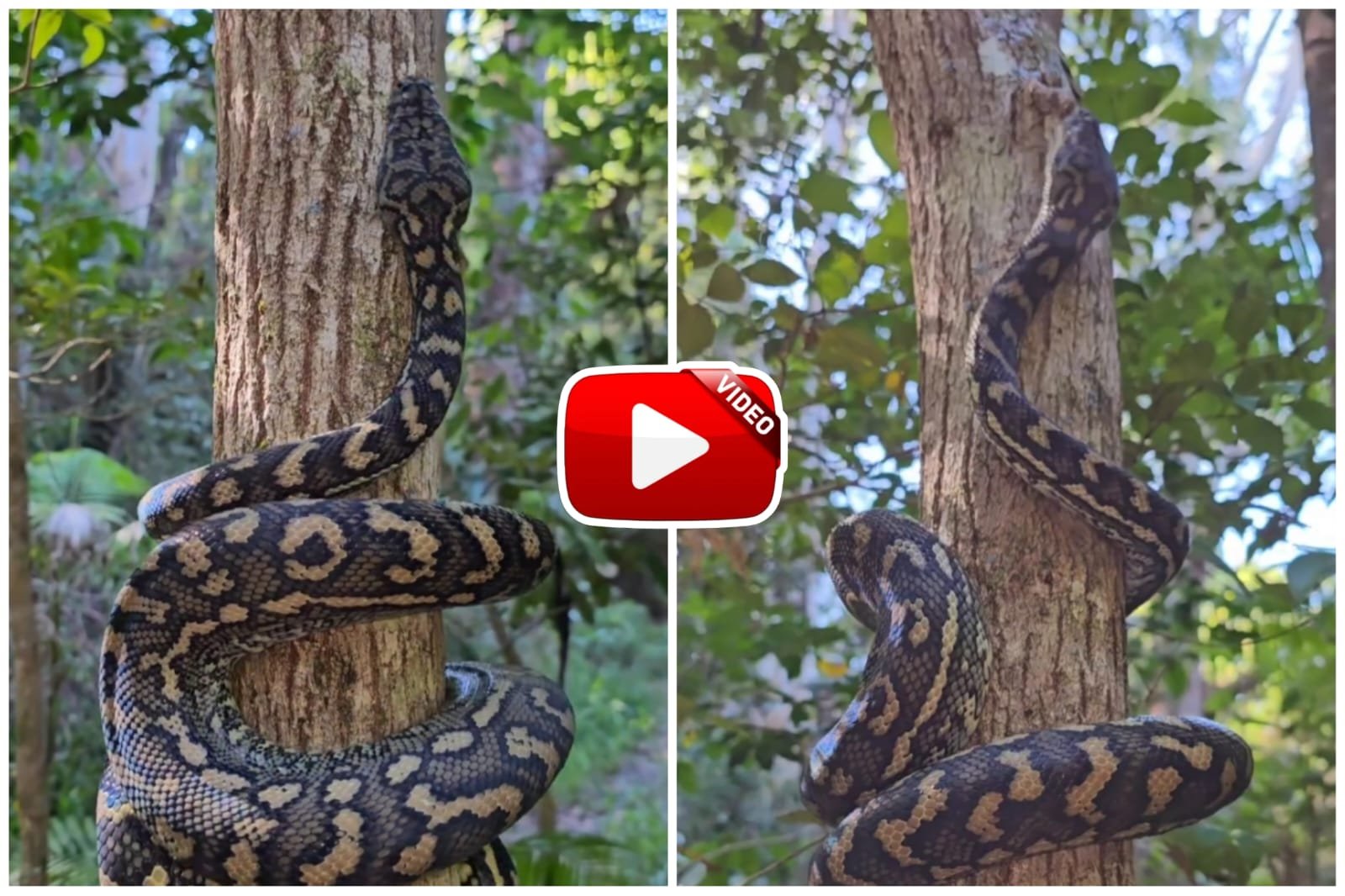 python video Giant snake seen climbing tree in search of prey