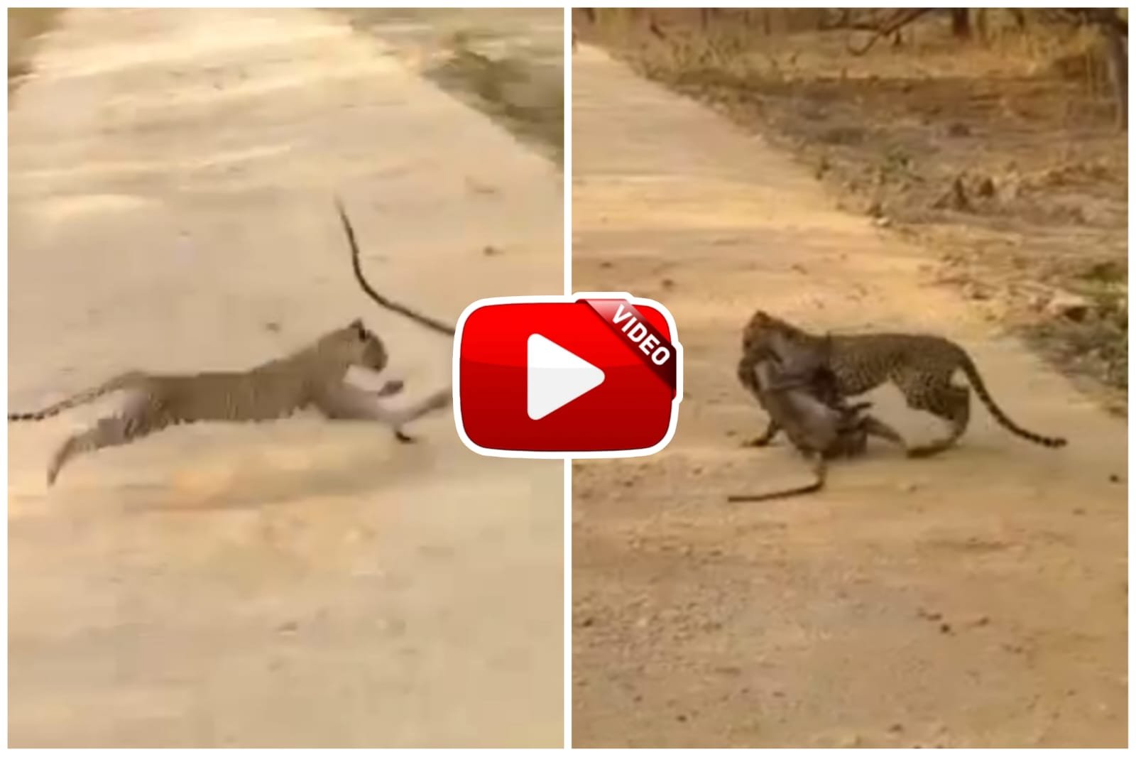 Video of Bandar and Leopard | The leopard came at high speed and took away the prey of the monkey.