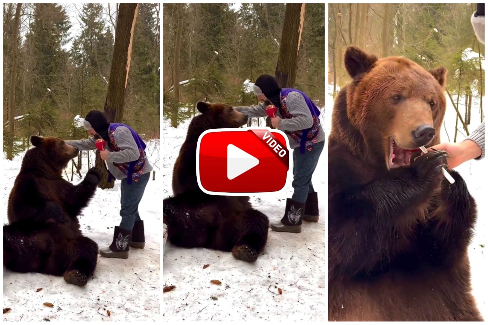 Bear Video | When the lollipop came into the hands of a ferocious bear, it turned into a child.