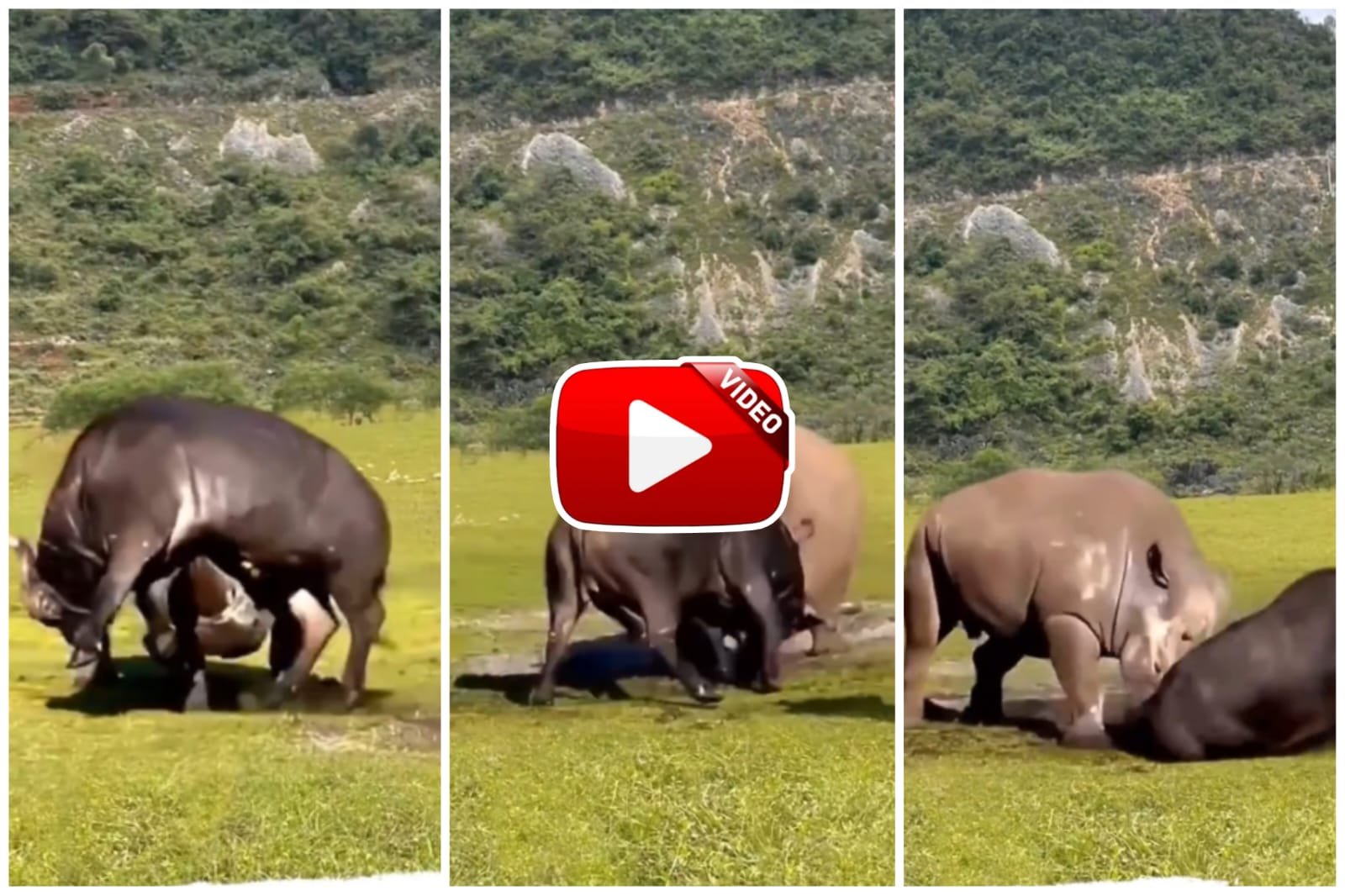 Buffalo and Rhino Video | When the rhinoceros got angry, he jumped and beat the buffalo.