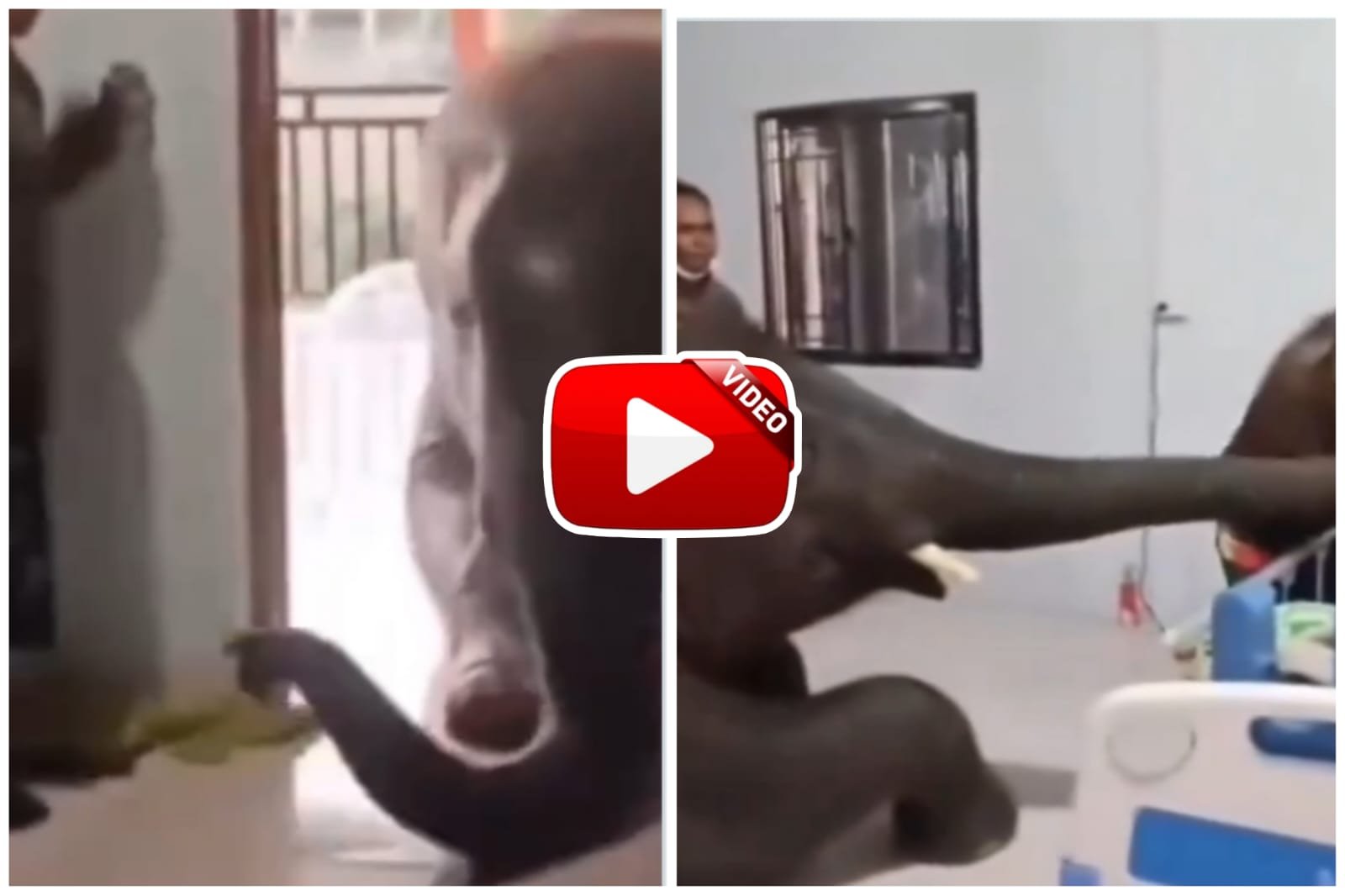 Elephant Video | Gajraj Mahashay arrives at the hospital to meet his ailing caretaker