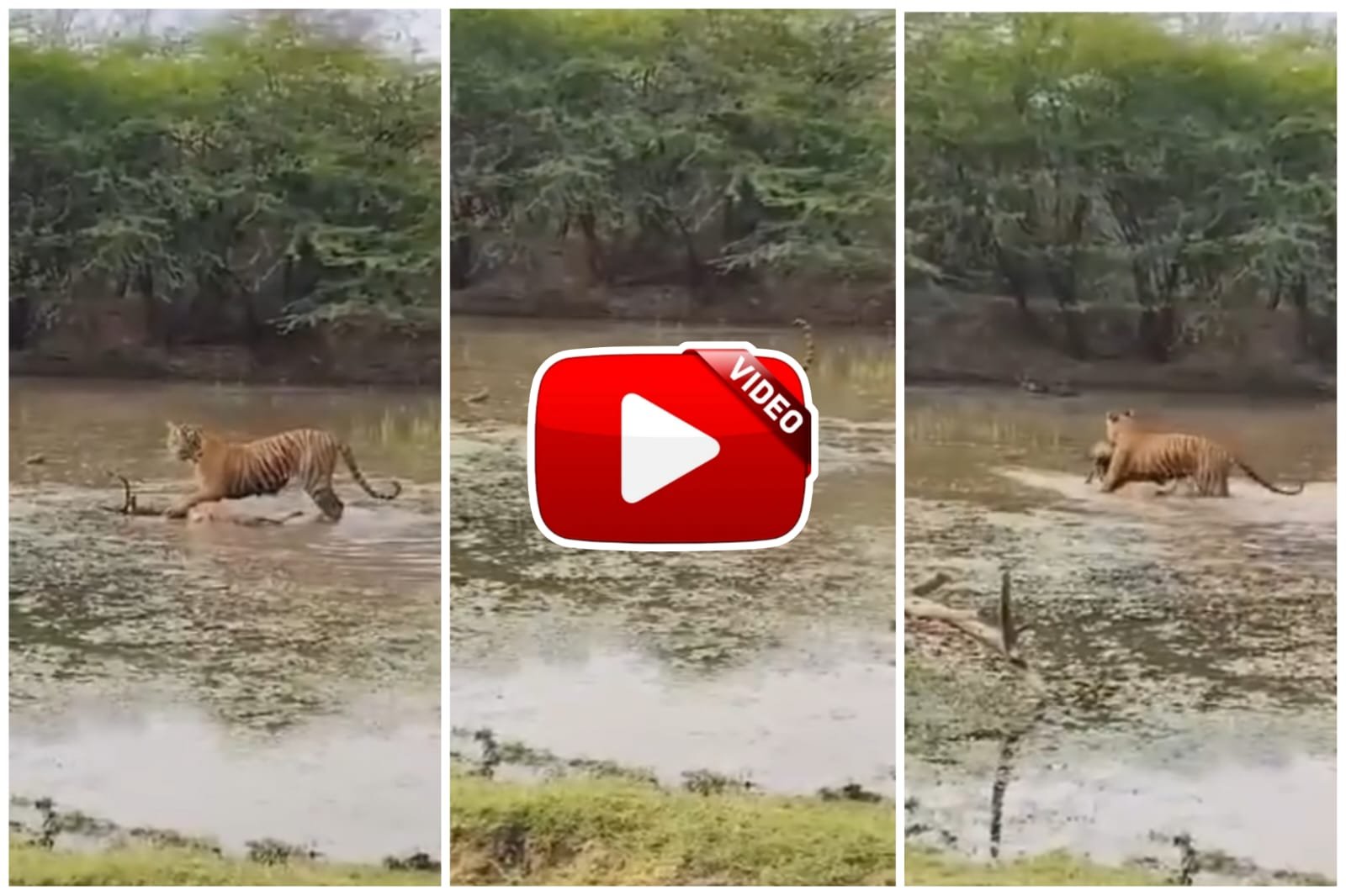 Video of Bagh and Deer | Dreaded tiger seen dragging its prey in the middle of the pond