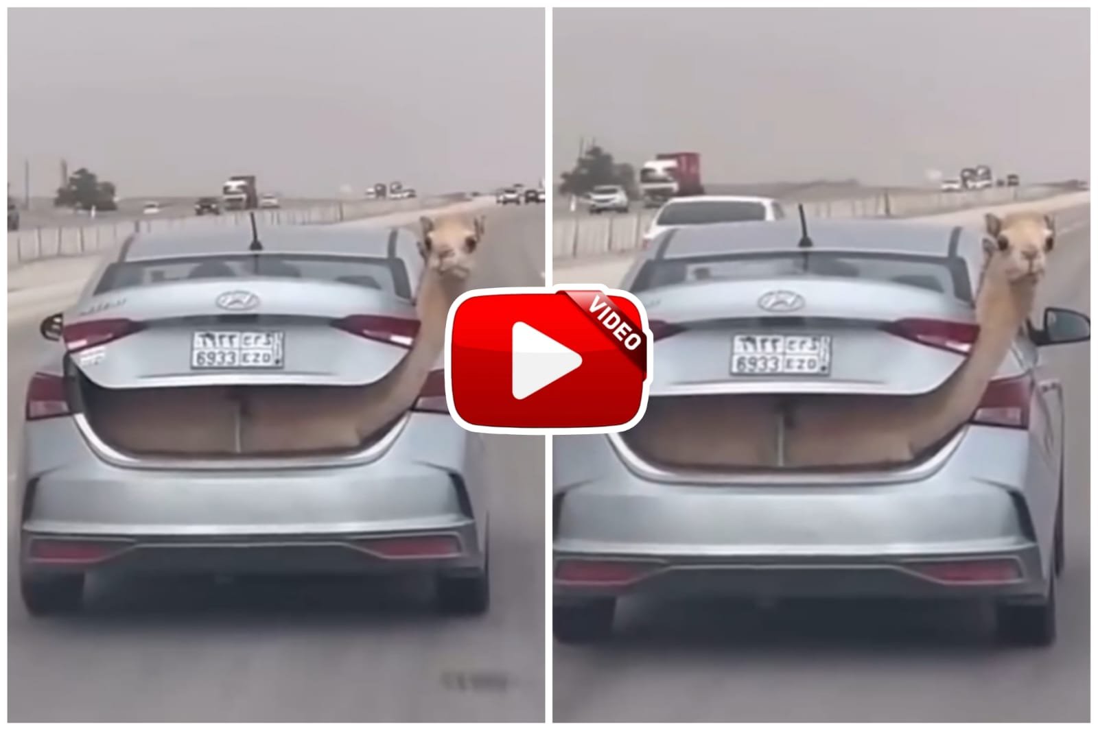Camel Video | Camel seen riding happily in trunk of car