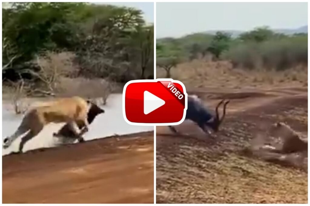 Hiran Aur Sherni Ka Video | The deer bravely faced the lioness to save its life.