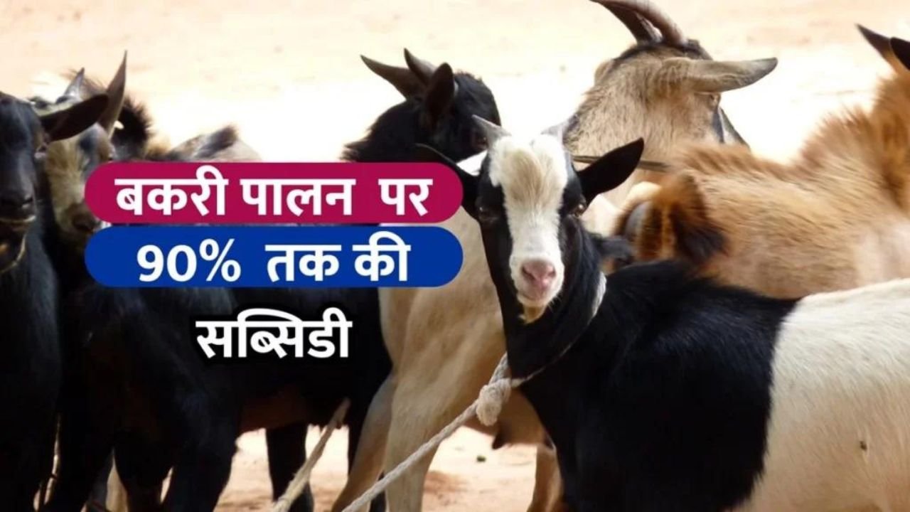 90% सब्सिडी के साथ शुरू करे बकरी पालन का व्यवसाय, होगी इतनी तगड़ी कमाई की बन जाओगे गरीबचंद से अमीरचंद