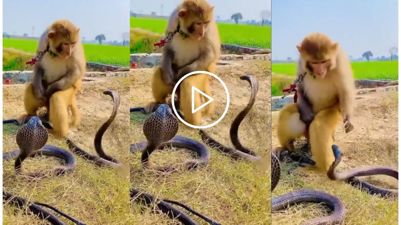 Cobra Aur Bandar Ka Video दो दो जहरीले नागराज के बीच बंदर ने जमकर की मस्ती