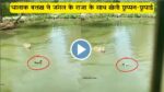 VIRAL VIDEO चालाक बत्तख ने जंगल के राजा के साथ खेली छुप्पन-छुपाई, देखे Video…