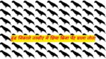 Optical Illusion: अपने आपको समझते हो होशियार! तो ढूंढ निकाले तस्वीर में छिपा बिना पैर वाला तोता