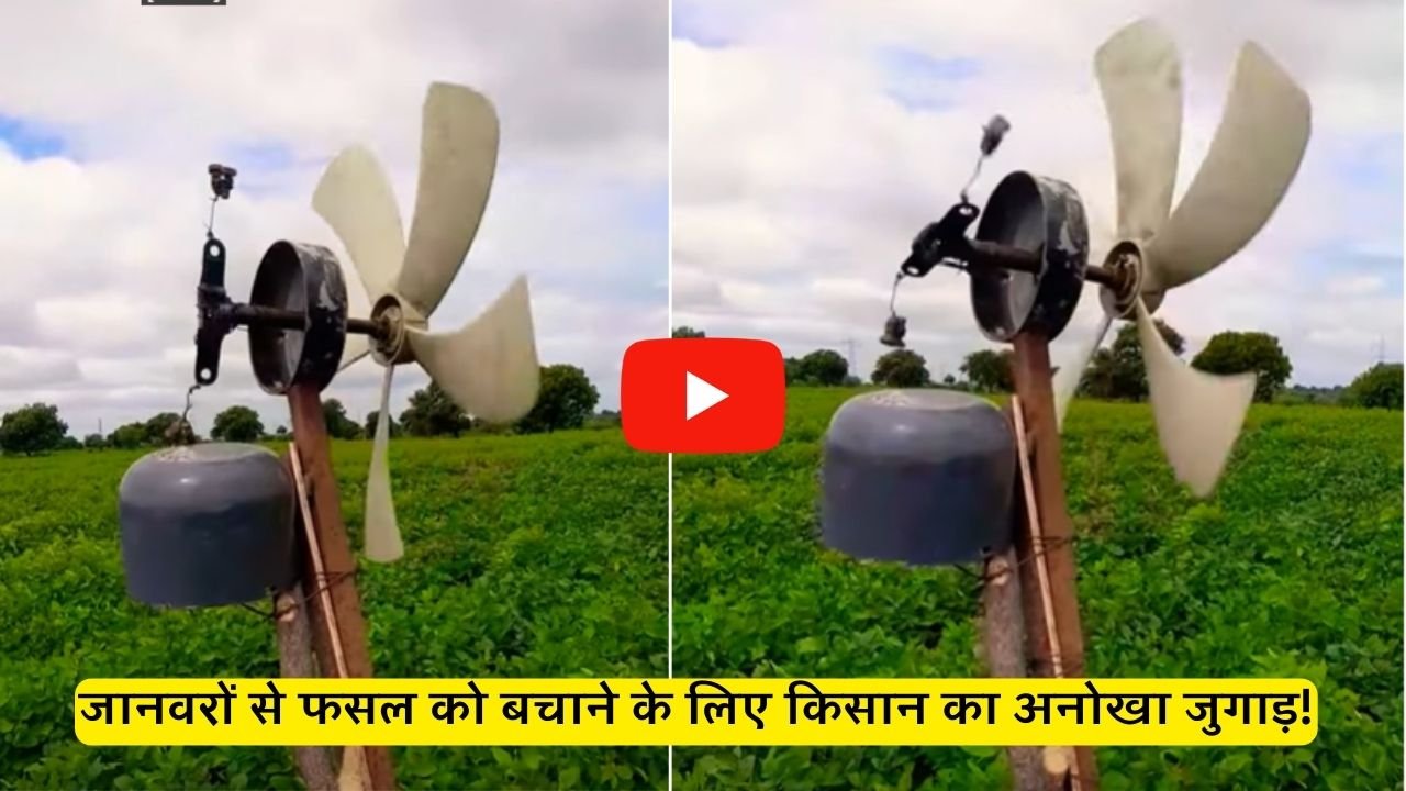 Desi Jugaad जानवरों से फसल को बचाने के लिए किसान का अनोखा जुगाड़! देखे वीडियो