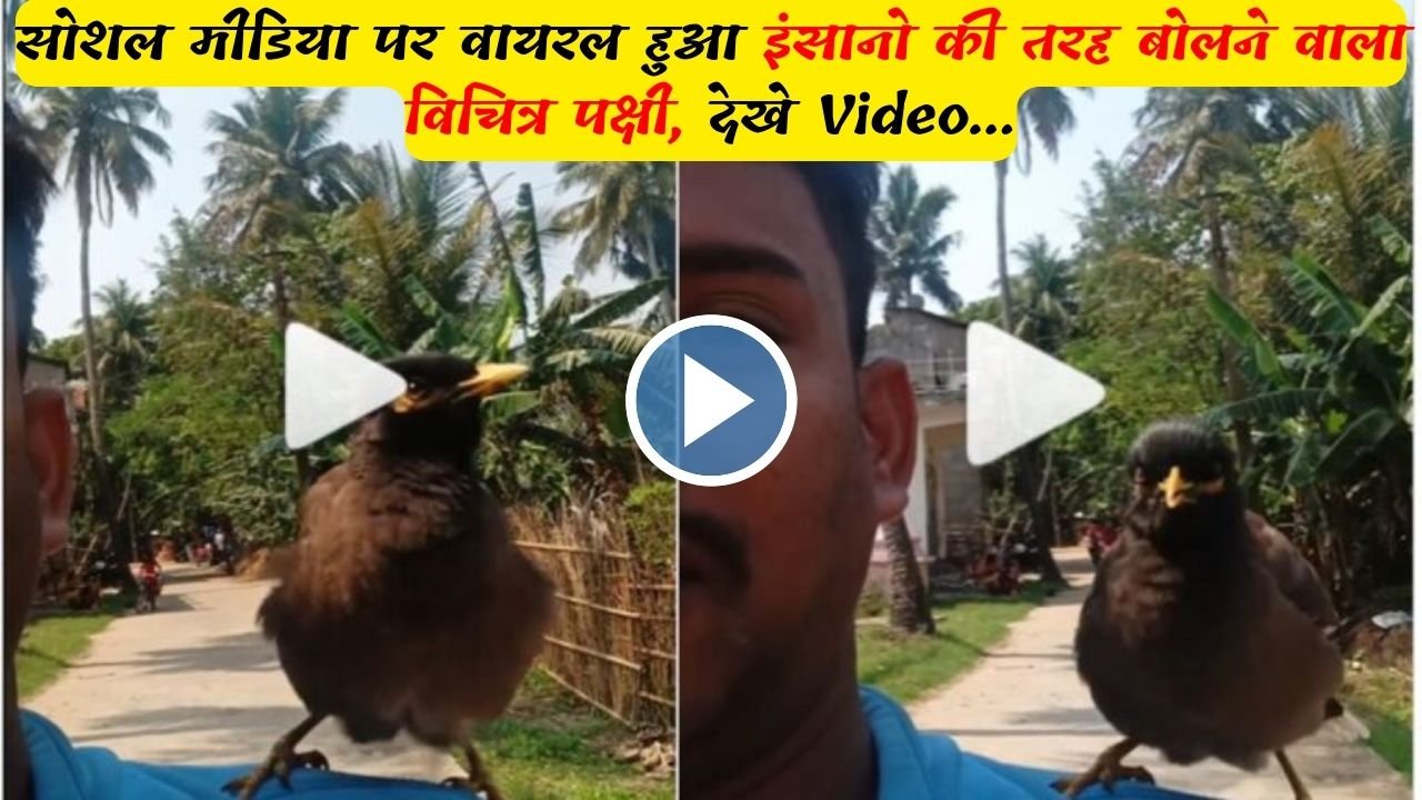 Viral Video: सोशल मीडिया पर वायरल हुआ इंसानो की तरह बोलने वाला विचित्र पक्षी, देखे Video...