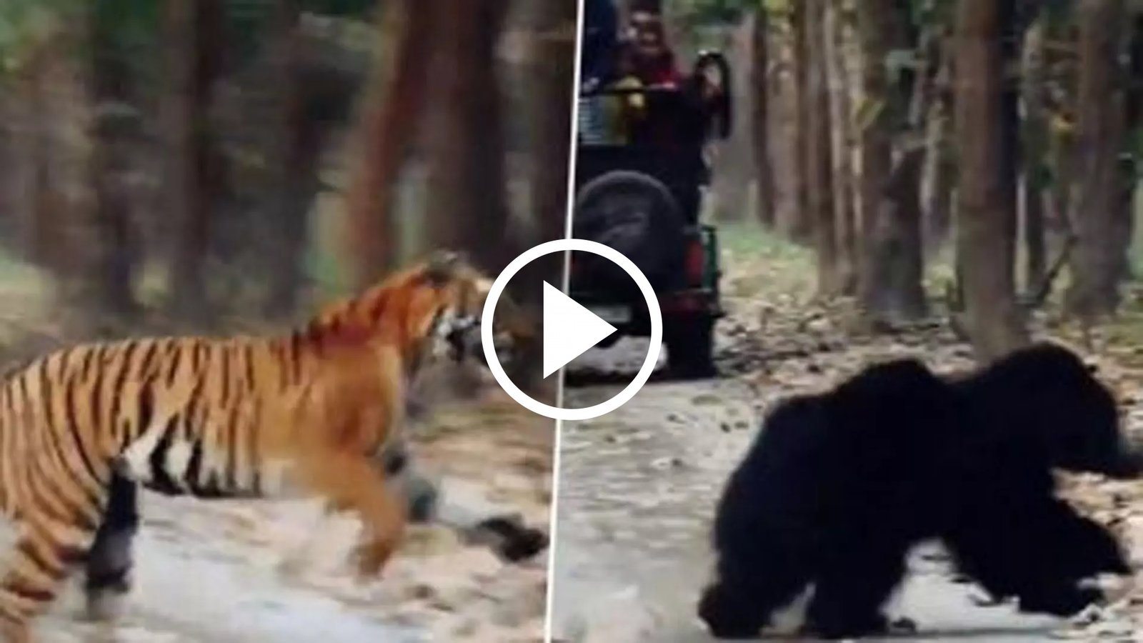 Bhalu Aur Bagh Ki Ladai: जंगल सफारी में भीड़ गए भालू और खतरनाक बाघ, देखे टूरिस्ट की हो गई हवा टाइट,