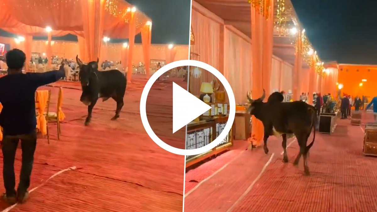 Viral Video: बिच शादी के मंडप में घुस आया काला भयानक सांड, देखे लोगो में मच गई अफरा-तफरी,