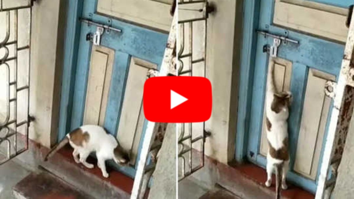 Billi ka Video: चालाक बिल्ली ने घर में घुसने के लिए भिड़ाया गजब का दिमाग, वीडियो देख आप भी हो जायगे दंग,