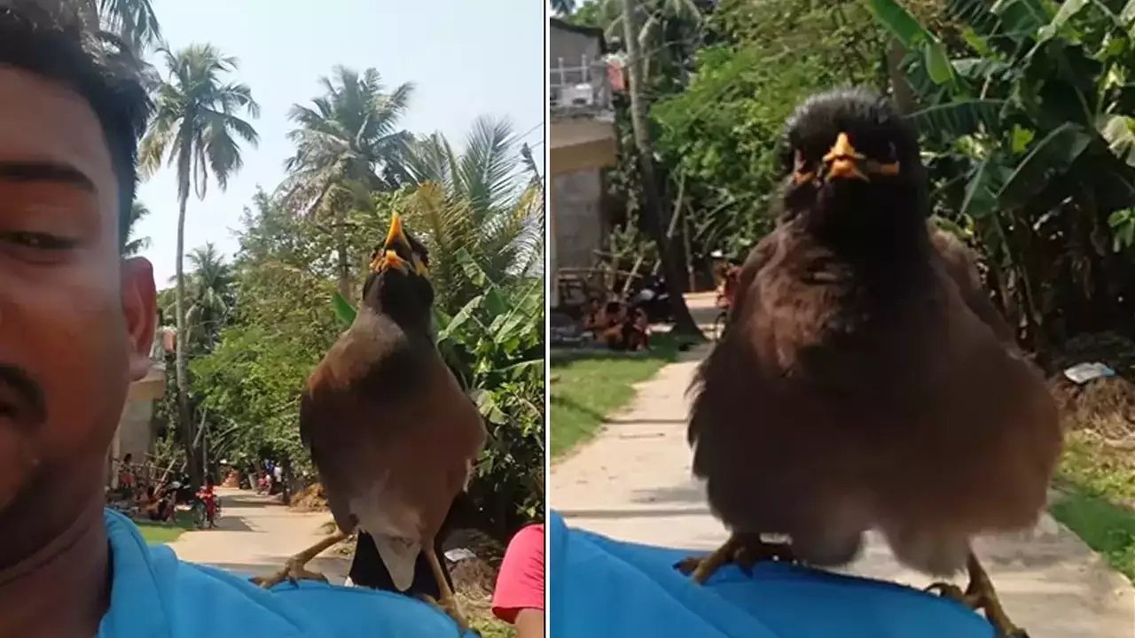 Viral Video: इंसानो की तरह बोलने वाले इस विचित्र पक्षी का वीडियो हुआ वायरल, देख सारे लोग हो गए कंफ्यूज,