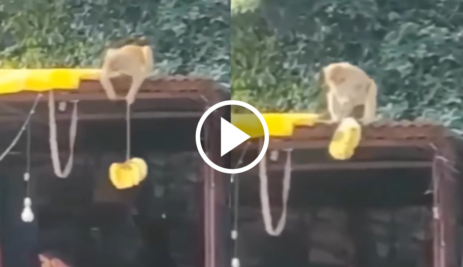 Bandar Ka Video: चालक बंदर ने चालाकी से दुकानदार को दिया चकमा, उड़ा लिया केले का गुच्छा, देखे Video...