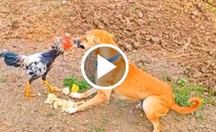 Dog Vs Cock Fight: बिना मतलब मुर्गो से पंगा ले बैठा कुत्ता, तीनो मुर्गो ने मिलकर कुत्ते की कर हालत ख़राब,