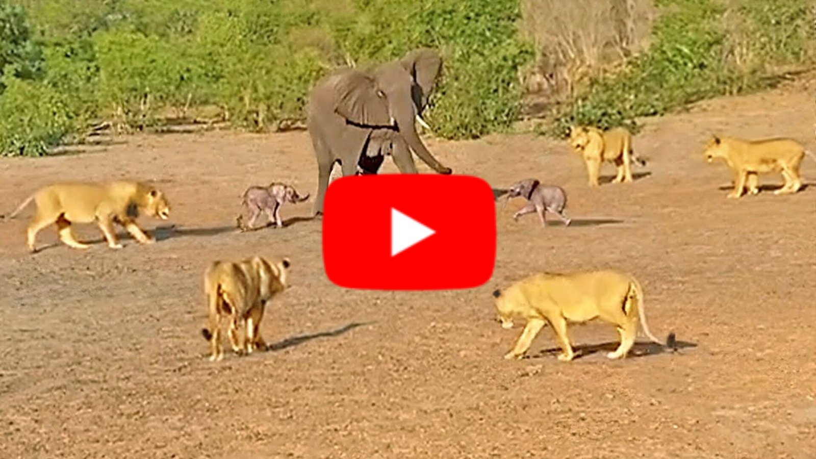Sher aur Hathi Ka Video - अकेले हाथी पर टूट पड़ा शेरो का झुंड, लेकिन अंजाम पड़ गया उल्टा, देखे Video....