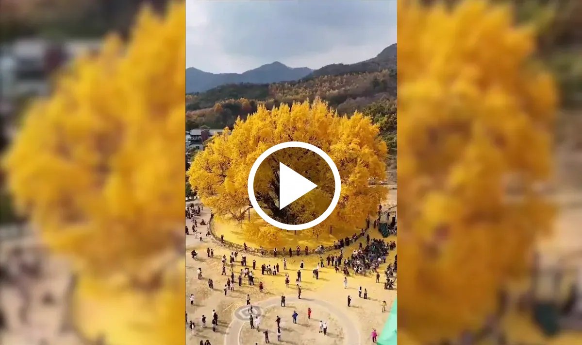 Ginkgo Tree Viral News - दुनिया का सबसे सूंदर 800 साल पुराना अद्भुत पेड़, मानो सोने का बना हो,