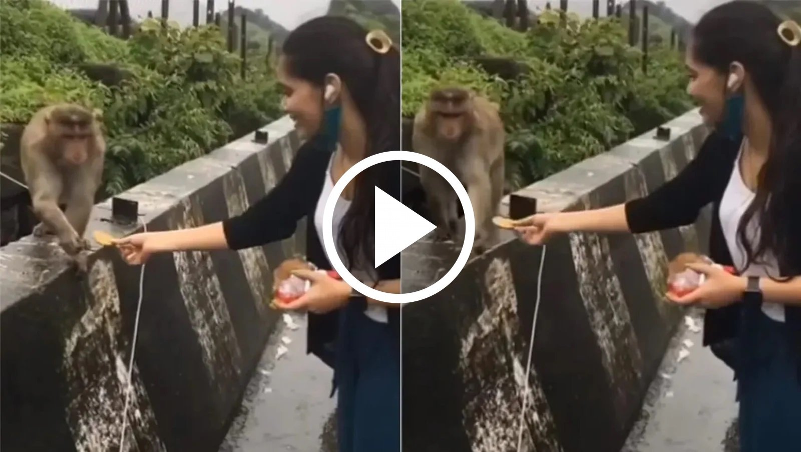 Bandar Ka Video: नखरेबाज बंदरो का वायरल हुआ वीडियो, लड़की ने बिस्कुट दिया तो सूंघ कर फेंकते नज़र आये नखरेबाज,