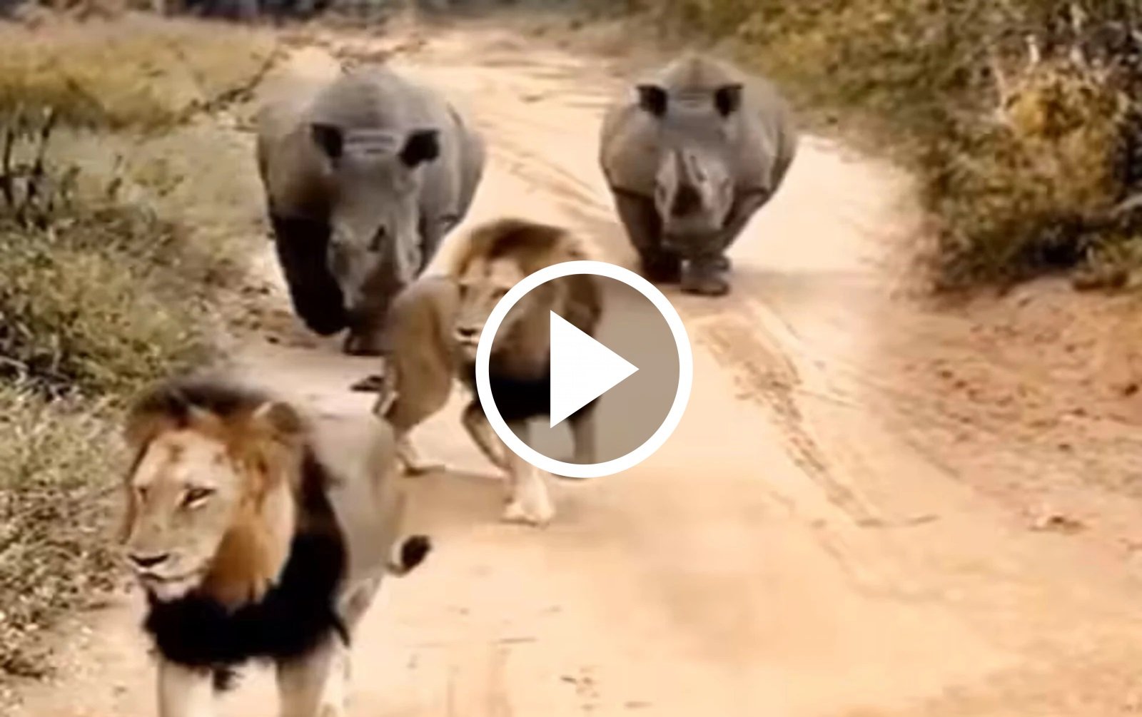 Animal Viral Video: गैंडों के झुंड को देख जंगल के राजा शेर की हुई बत्ती गुल, देखे Video...