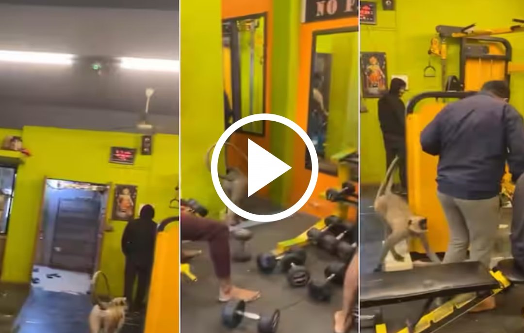 Bander ka Video: GYM में बॉडी बनाने पंहुचा काले मुँह का बंदर, देख लड़को का ऐसा रहा रिएक्शन,