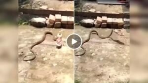 Sanp ka Video: लड़की की चप्पल चुरा के धूम दवाकर भागा कोबरा सांप, देख दंग रह गए लोग, देखे Video ...