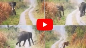 Angry Hathi ka Video: गुस्से हाथी को देख जंगल के राजा बाघ की हो गई बत्ती गुल, देखे वीडियो....