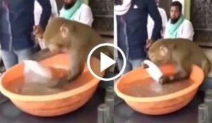 Bander ka Video: चाय की दुकान पर बर्तन धोते दिखा शरारती बंदर, वीडियो हुआ जमकर वायरल, देखे Video...