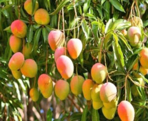 Kheti Kisani Jugaad | Mango crop will be saved by the arrangement of a sheet
