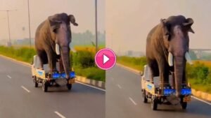 Viral Video TATA के छोटे हाथी पर सवार मस्तमौला हाथी! वीडियो देख यक़ीन कर पाना बेहद मुश्किल