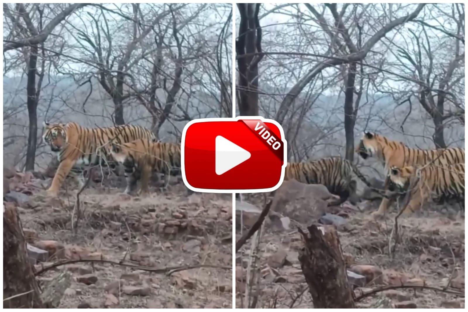 Garden Video | Everyone was surprised to see the tigress roaming with her cubs in the forest.
