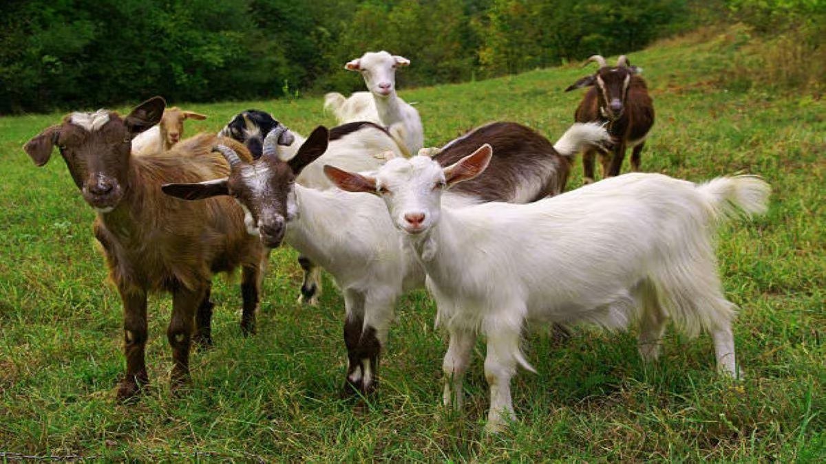 Bakri Palaan | These banks give loans to goat rearing farmers, they will also get subsidy.