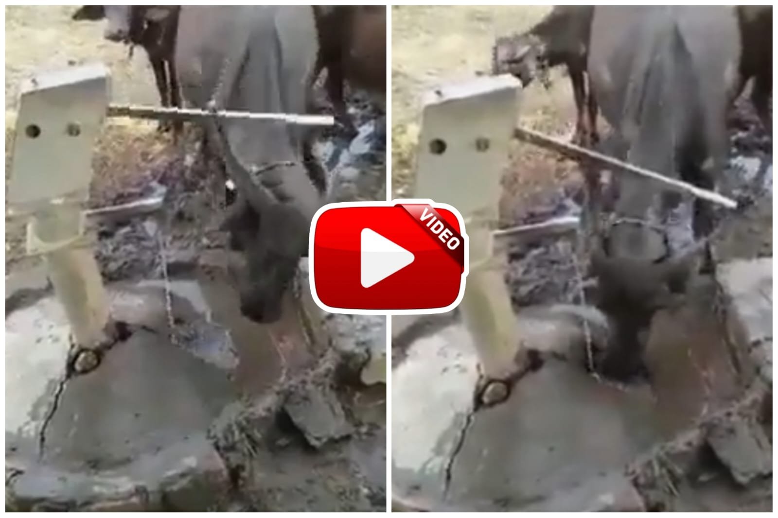 Video of Bhains | When the buffalo felt thirsty, he himself started the hand pump with his horn and drank the water with pleasure.