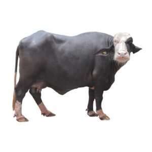 Breed of Bhains Blue Ravi breed buffalo will make cattle farmers rich