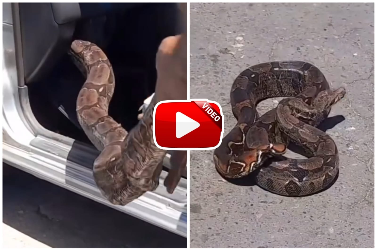 Car Me Python | Rescue of giant python hidden in car dashboard