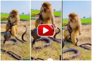 Bandar Aur Cobra Ka Video: बंदर ने किंग कोबरा के साथ की जबरदस्त चालाकी वायरल वीडियो देख रह जाओगे दंग